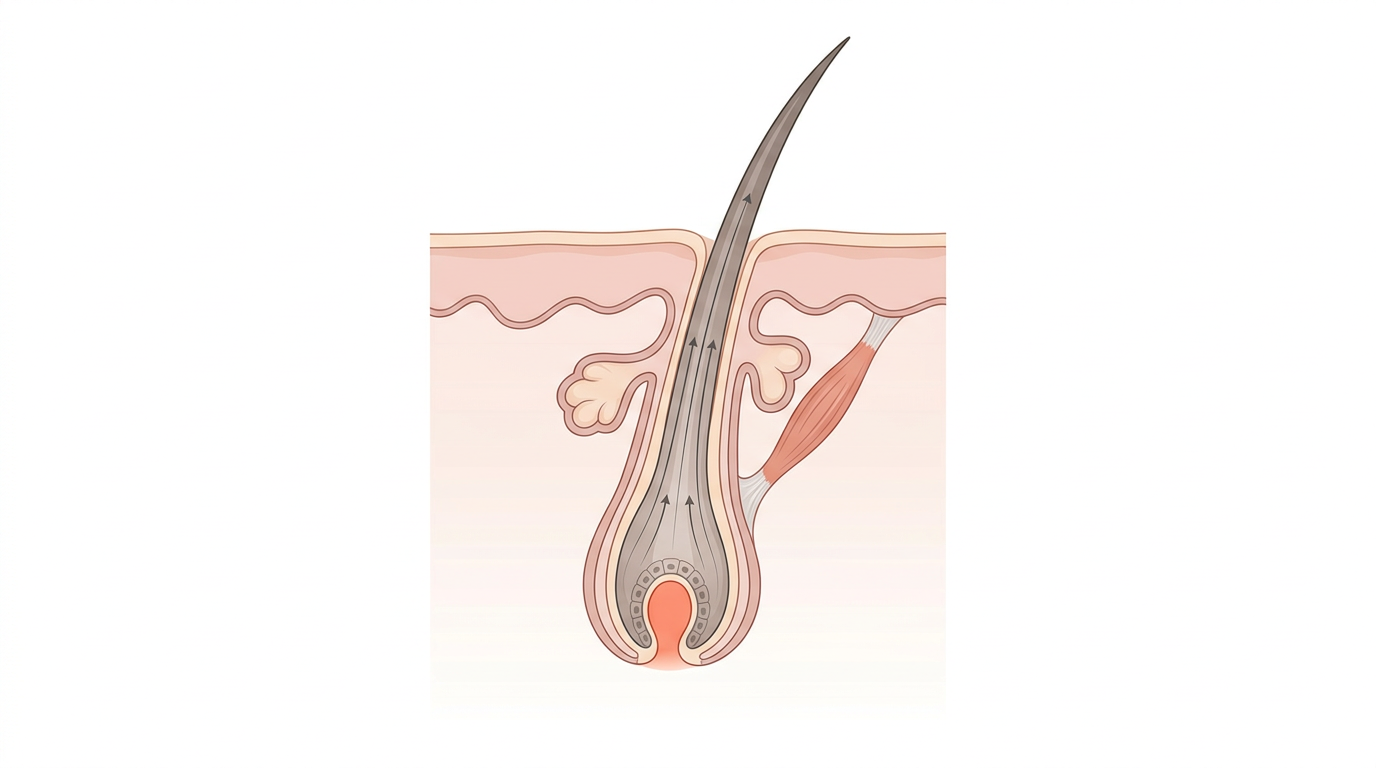A detailed cross-section illustration of a human hair follicle, showing the hair shaft, root, sebaceous gland, and arrector pili muscle.
